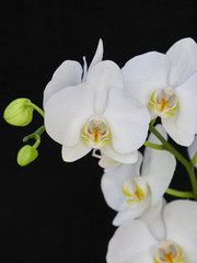 Fototapeta na wymiar pale white orchid close up on black background