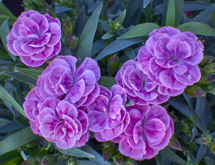 small violet carnation flowers bunch close up
