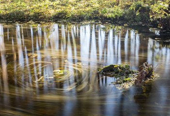 Round dance autumn leaves
