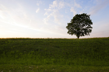 tree in the field 