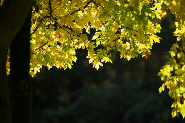 Autumn Leaves
Sunlight through leaves in autumn.