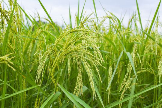 close-up rice field