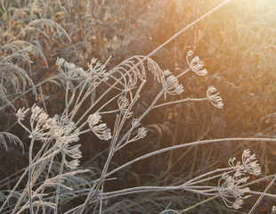  Frosty herbage in field at autumn morning sunlight.