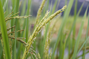 Rice field