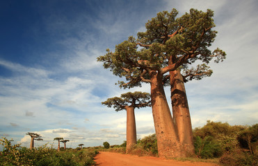allée des baobabs - allée des baobabs, madagascar