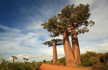 Papier Peint photo Lavable Baobab allée des baobabs - allée des baobabs, madagascar