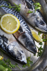 Mackerels on silver plate