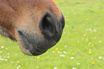 Maul vom Pferd - seitlich
