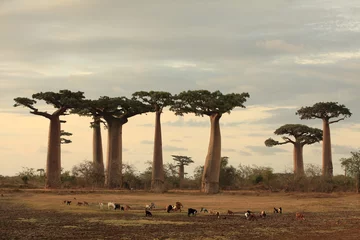 Foto op Plexiglas allee des baobabs en een kudde geiten © P. Randriamanampisoa