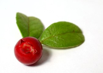 one fresh ripe cranberry or cowberry with leaves on white