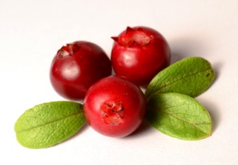 three fresh ripe cranberries or cowberries on white with leaves