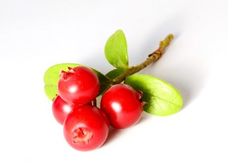 bunch of fresh ripe cranberries or cowberries on white with leaves