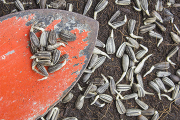germination sunflower seeds on old trowel