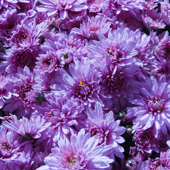 chrysanthemum button,  Chrysanthemum leucanthemum  close up background image
