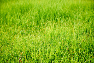 closeup of green lawn