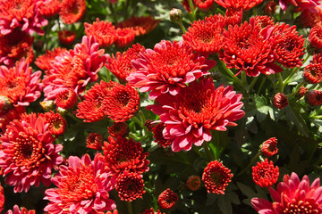 chrysanthemum button,  Chrysanthemum leucanthemum  close up background image
