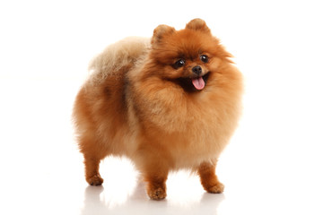 Pomeranian Spitz on the white background
