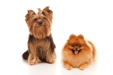 Yorkshire terrier and Pomeranian Spitz