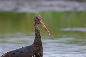 Schwarzstorch (Ciconia nigra)
