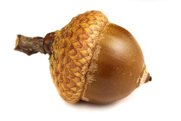 Oak acorn