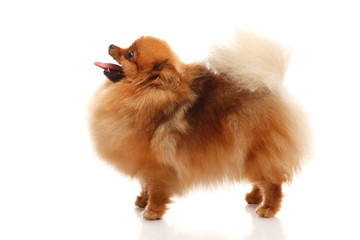 Pomeranian Spitz on the white background