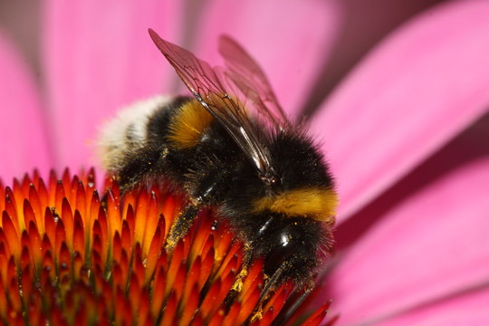Hummel sammelt Pollena uf einer Bl&uuml;te