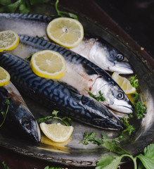 Mackerels on silver plate