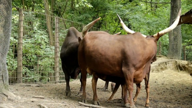Cattle Maremmana, sucking milk from its parent 
