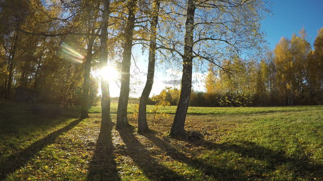 Beautiful autumn evening sunshine in birch grove and tree shadows. Timelapse 4K