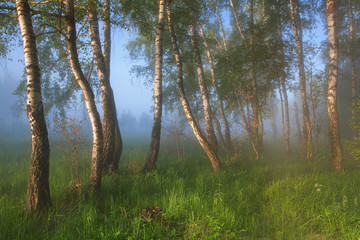 Morning in the forest