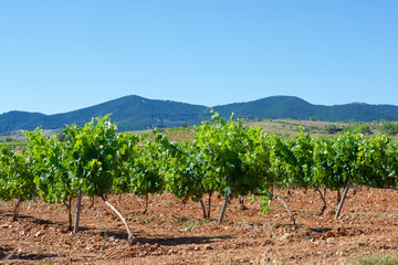 Naklejka premium Vineyard