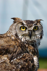 Owl