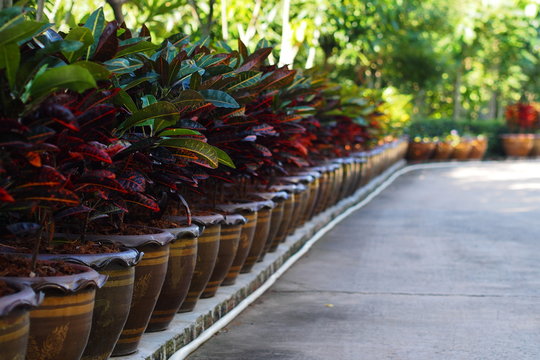 Many crotons grow in pots put on footpath 