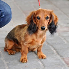 Dachshund Long-haired Red dog