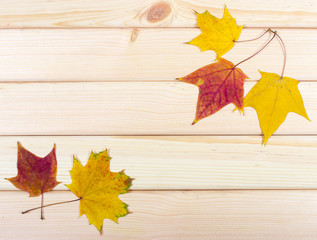 Autumn background with leaves on wooden board.