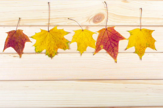 Autumn background with leaves on wooden board.