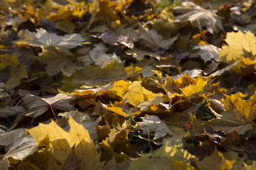 Gelbes Herbstlaub