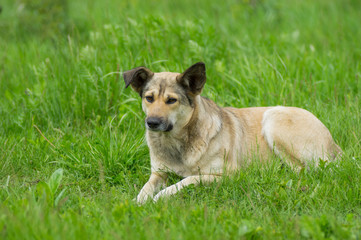 Adorable stray dog resting in spring grass