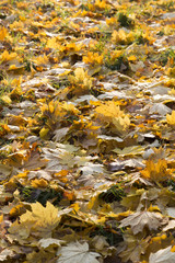 Herbstlaub Gegenlicht