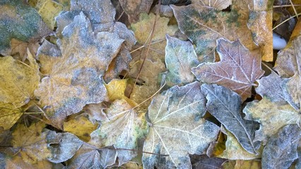 autumn leaves with ice -1