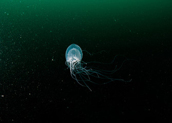 Fototapeta premium Polyochris Jellyfish