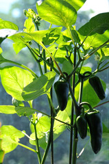 Balcony gardening with green bell peppers growing in a container in counterlight 
