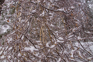 Ветки, лед, снег