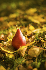 Autumn in the orchard, pear - obrazy, fototapety, plakaty