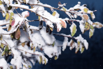 первый снег