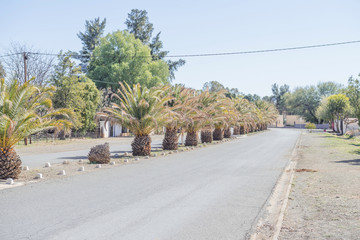 Date palm lined street in Carnavon