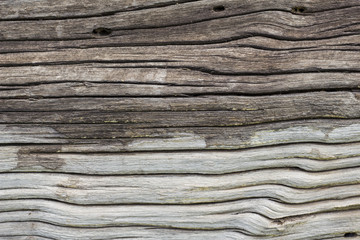 the Bark surface, background and texture - close up - aged Wood