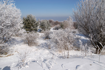 Bush and trees covered by rime on the Vitosha mountain, Bulgaria