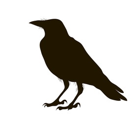 illustration silhouette of a crow sitting