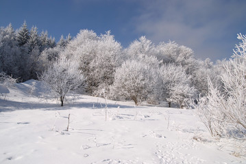 Trees covered with rime on the mount Vitosha, Bulgaria